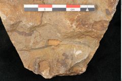 Foto (Detailansicht) von Cyclocarpus sp.  (NHMW-GEO-2024-0188-11158)